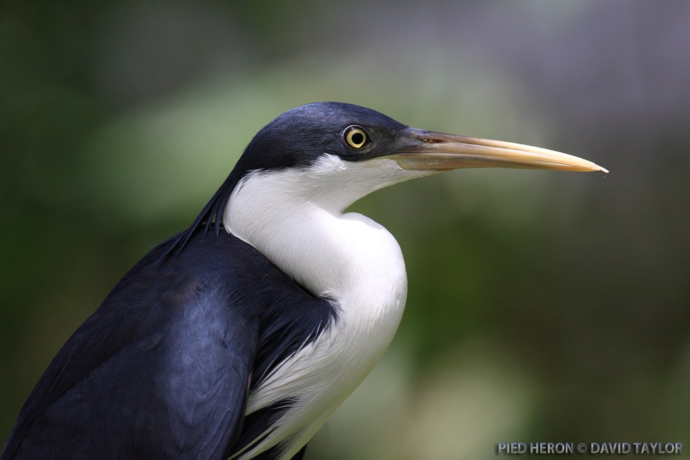 Pied Heron - ML205599221