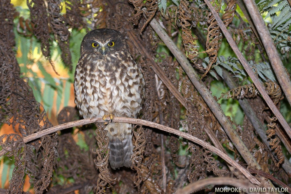 Morepork - David taylor