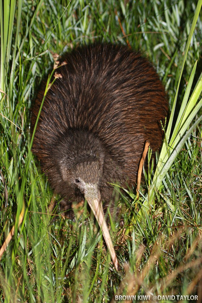 North Island Brown Kiwi - ML205599421