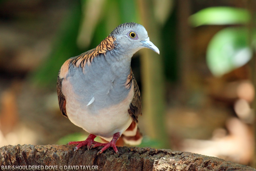 Bar-shouldered Dove - ML205599521