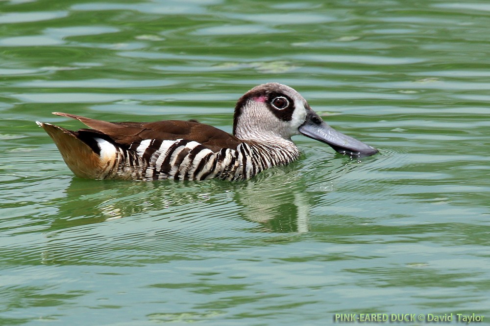 Pink-eared Duck - ML205599551