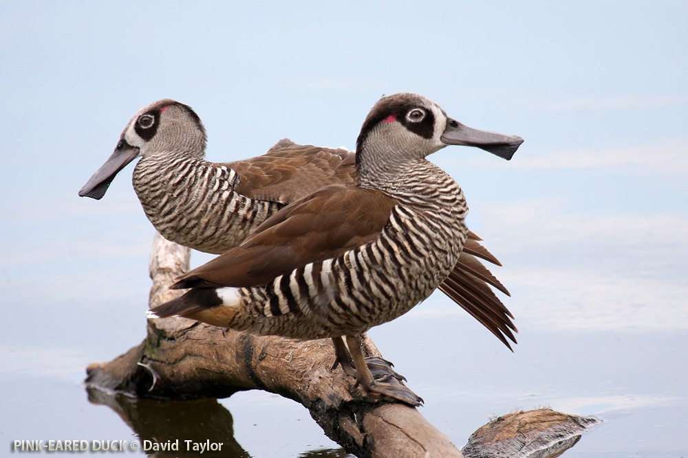 Pink-eared Duck - ML205599581