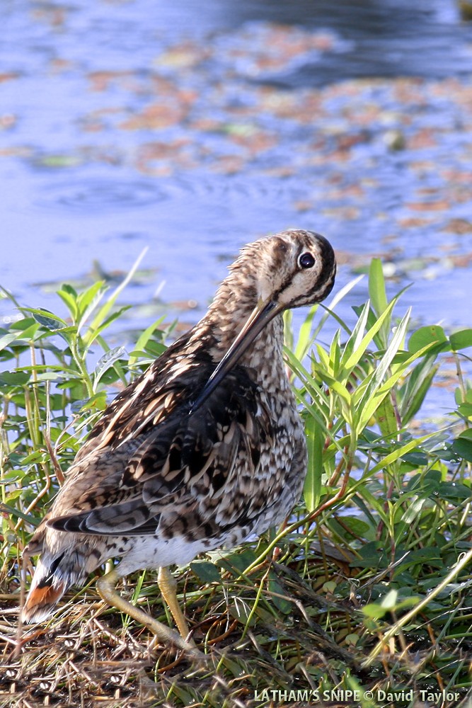 Latham's Snipe - ML205599631