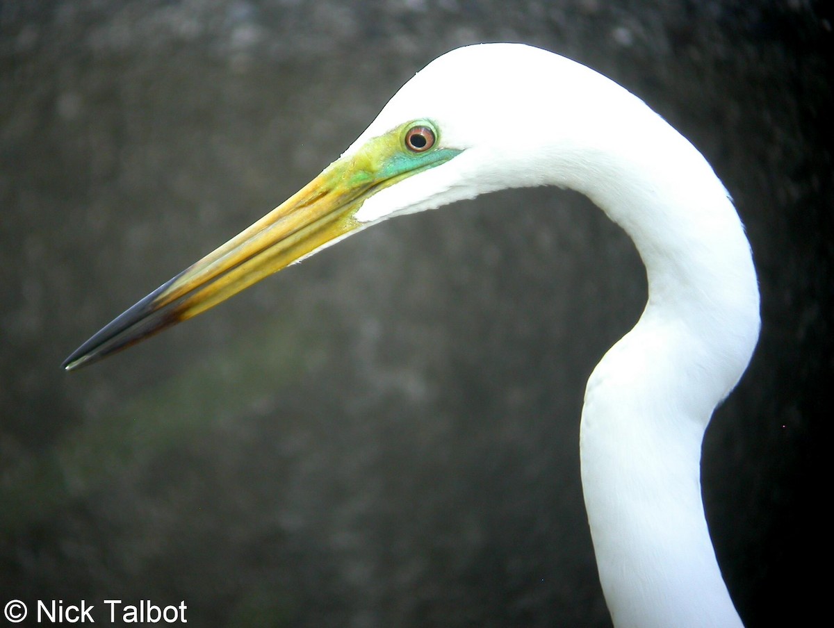 Great Egret (modesta) - Nicholas Talbot
