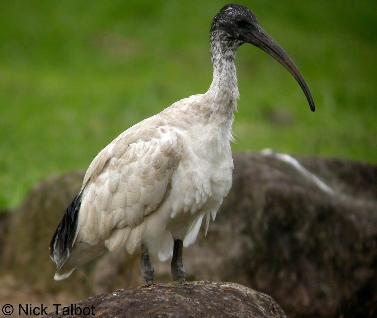 ibis australský - ML205599921