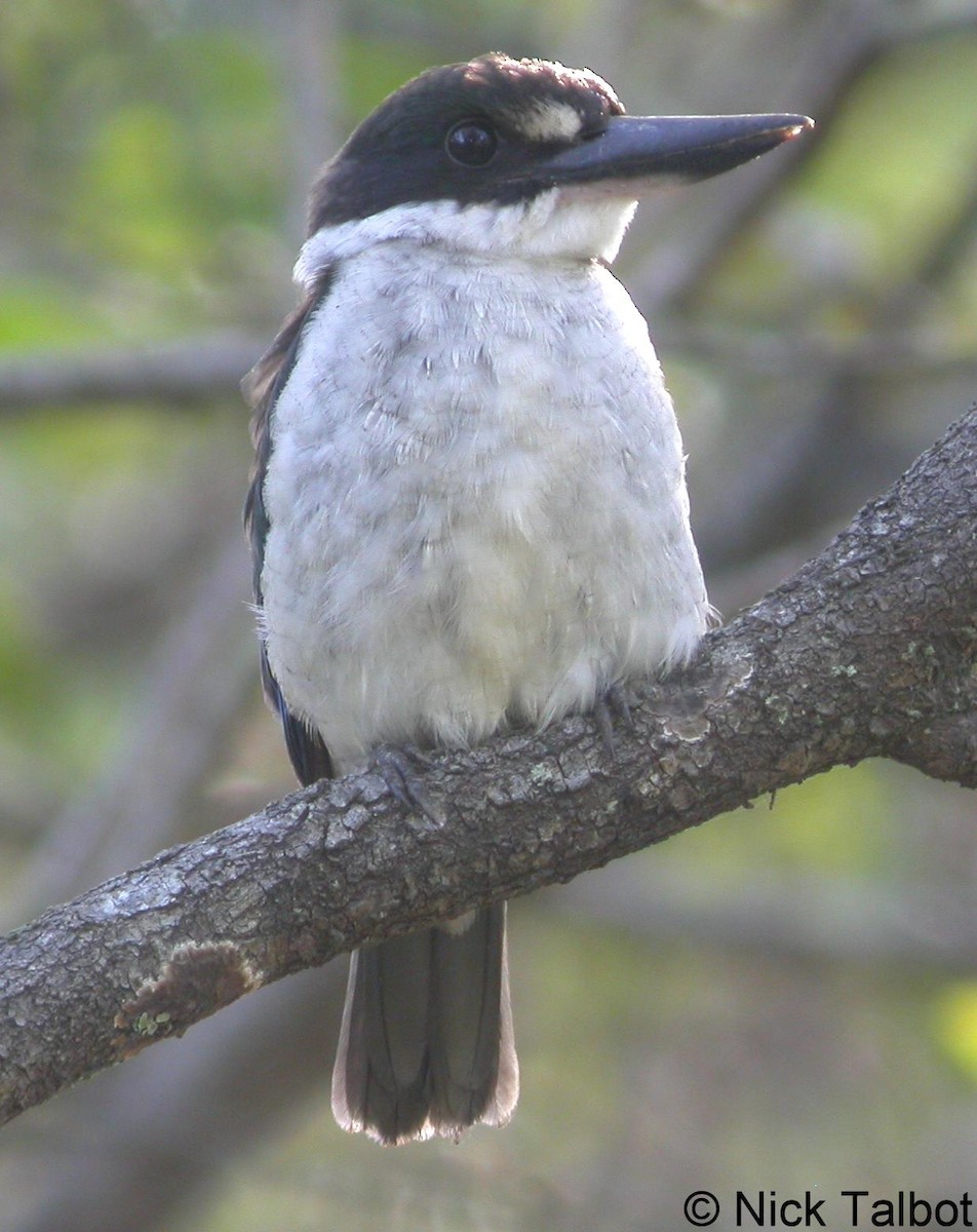 Torresian Kingfisher - Nicholas Talbot