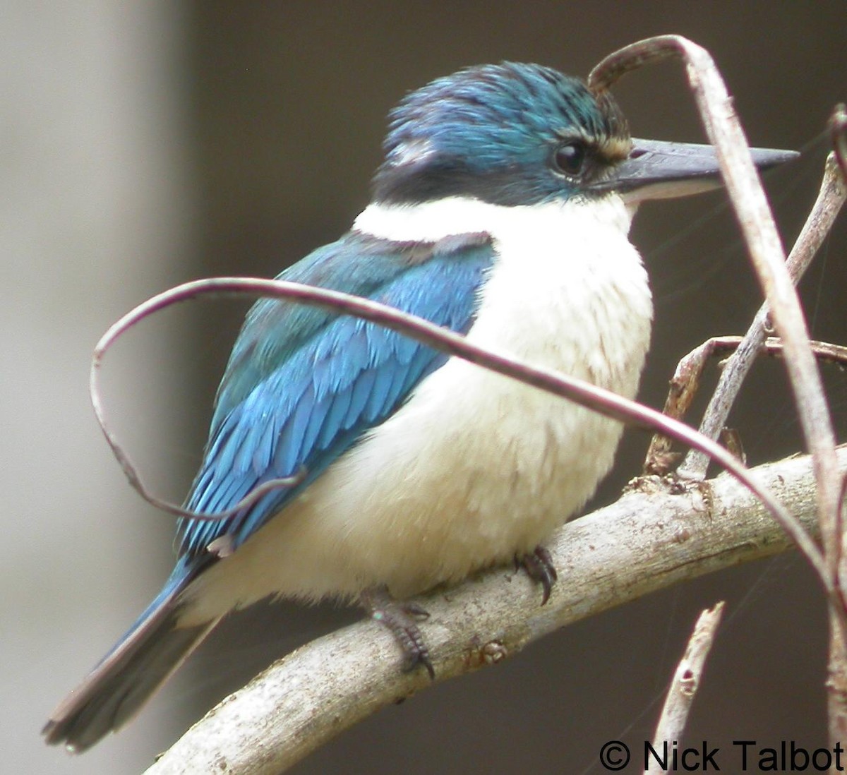 Sacred Kingfisher (Australasian) - ML205599981