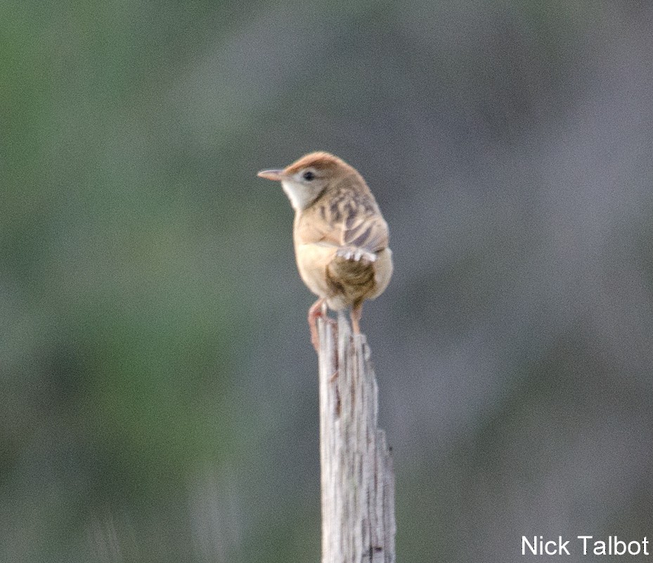 Tawny Grassbird - ML205600341