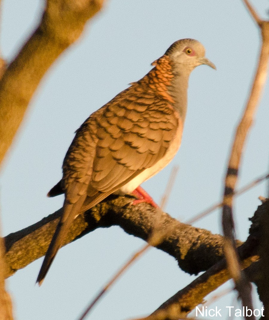 Bar-shouldered Dove - ML205600451