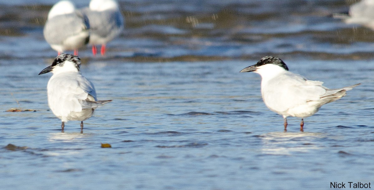 Australian Tern - ML205600541