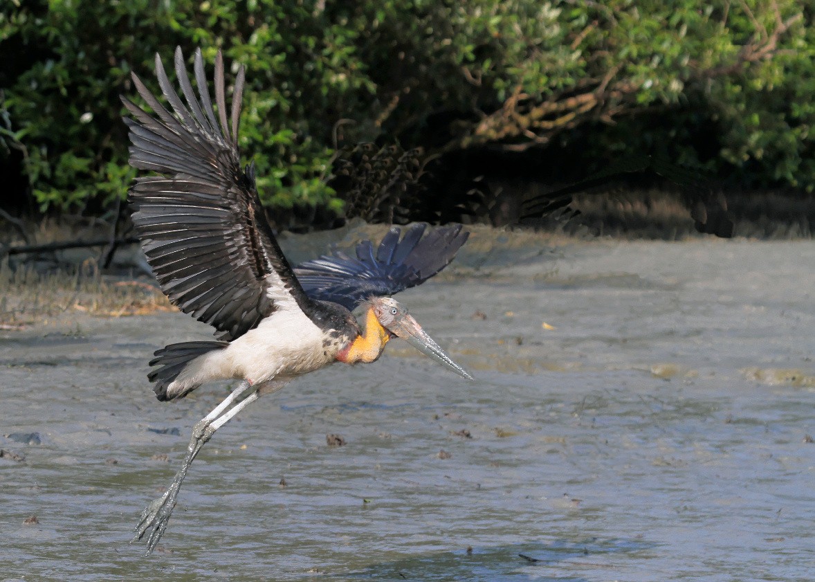 Lesser Adjutant - ML205601191