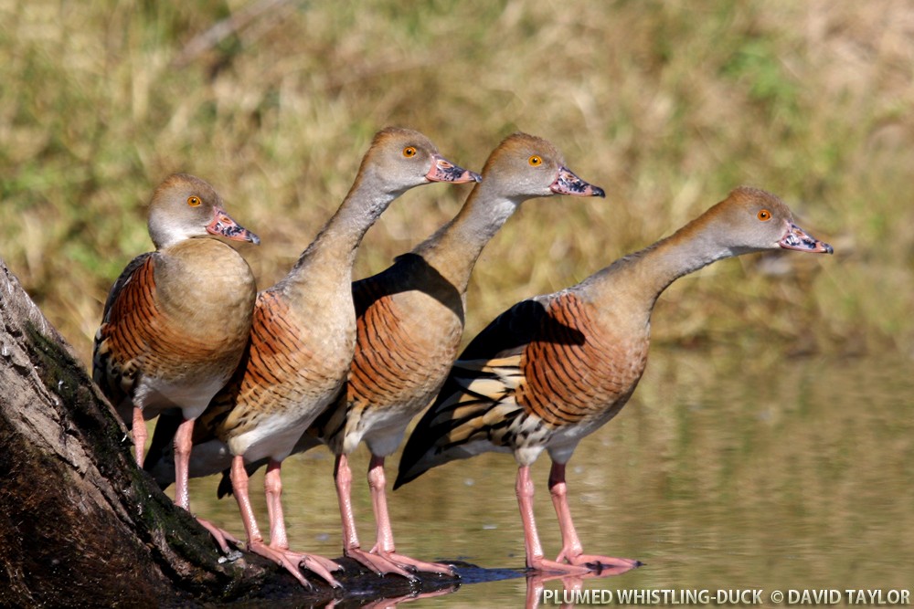 Plumed Whistling-Duck - ML205601211
