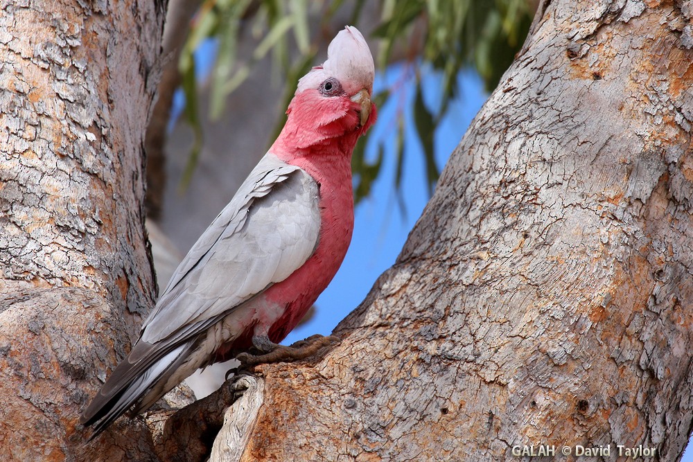 Cacatúa Galah - ML205601461