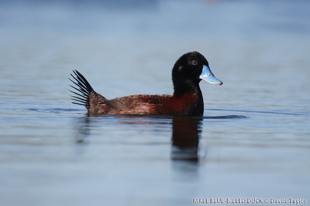 Blue-billed Duck - ML205601691