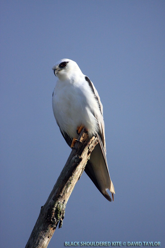 Black-shouldered Kite - ML205601741