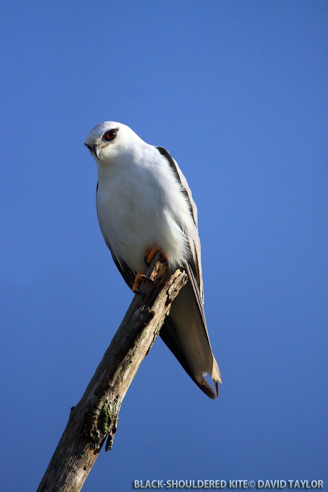 Black-shouldered Kite - ML205601751