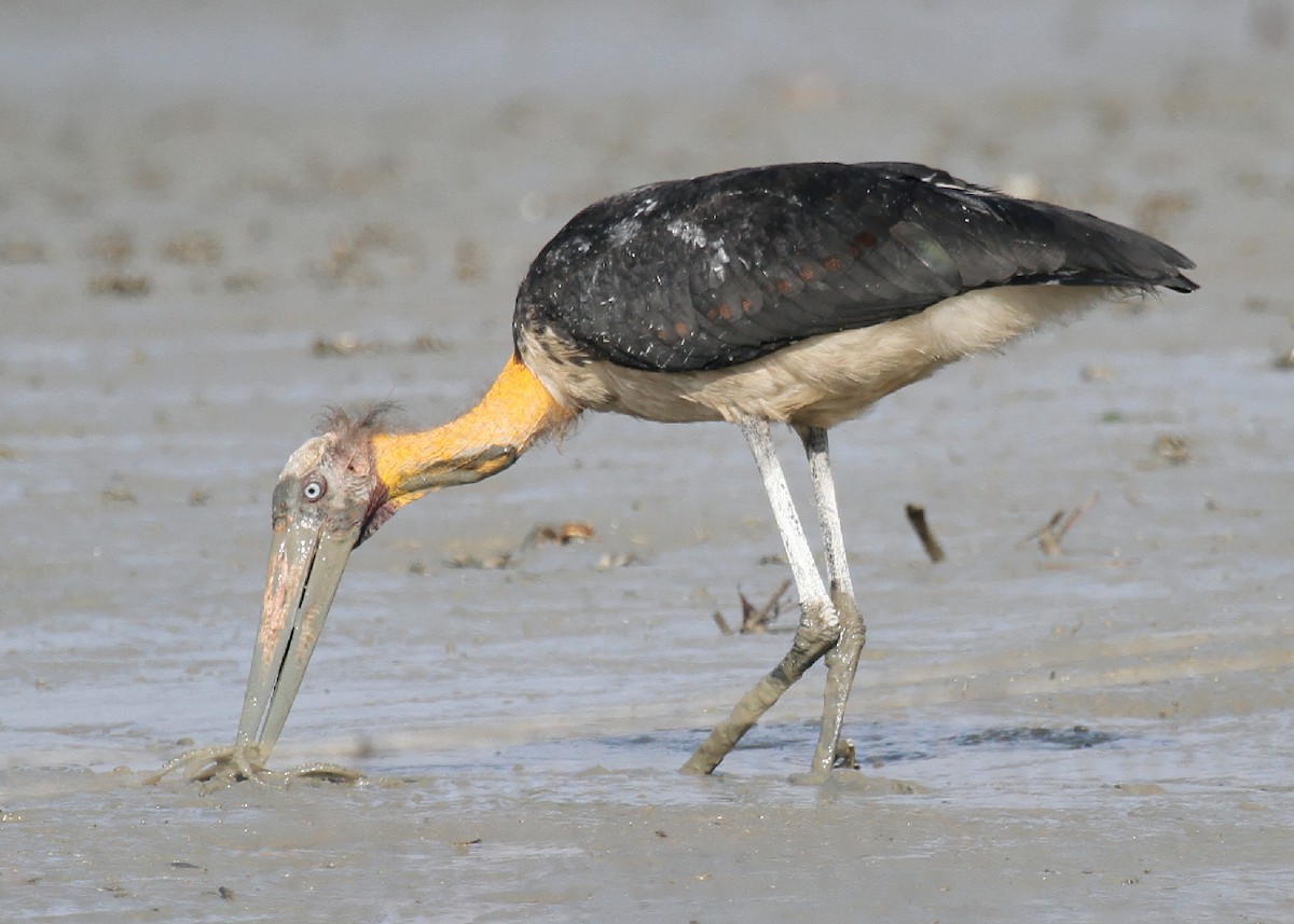 Lesser Adjutant - ML205602771