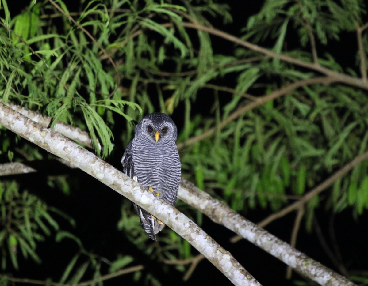 Black-banded Owl - ML205603451
