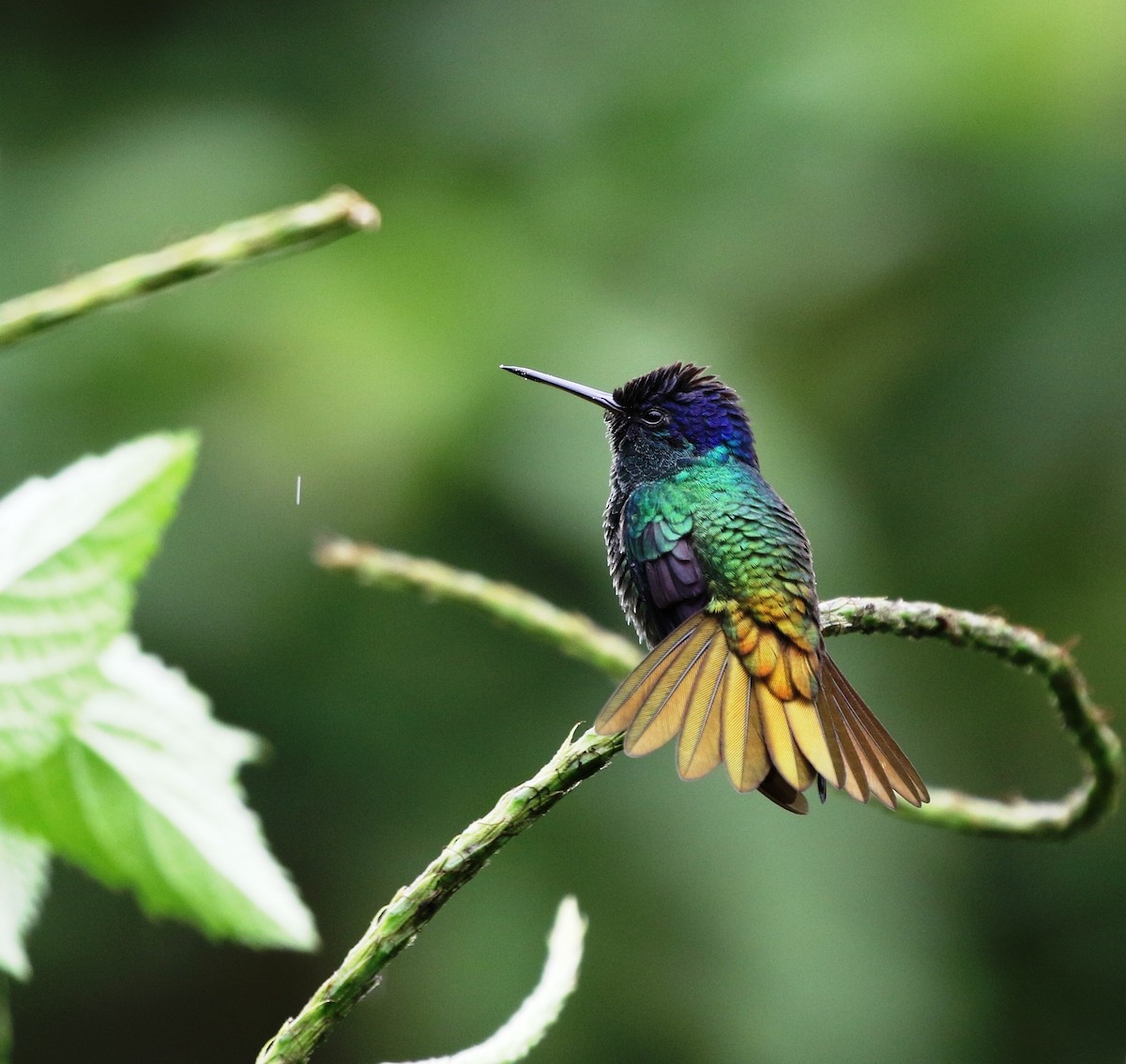 kolibřík zlatochvostý - ML205603521