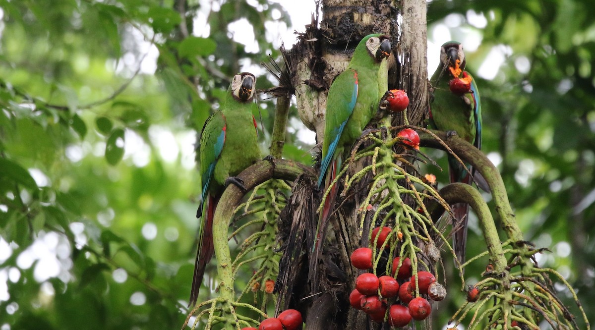 Chestnut-fronted Macaw - Richard Greenhalgh