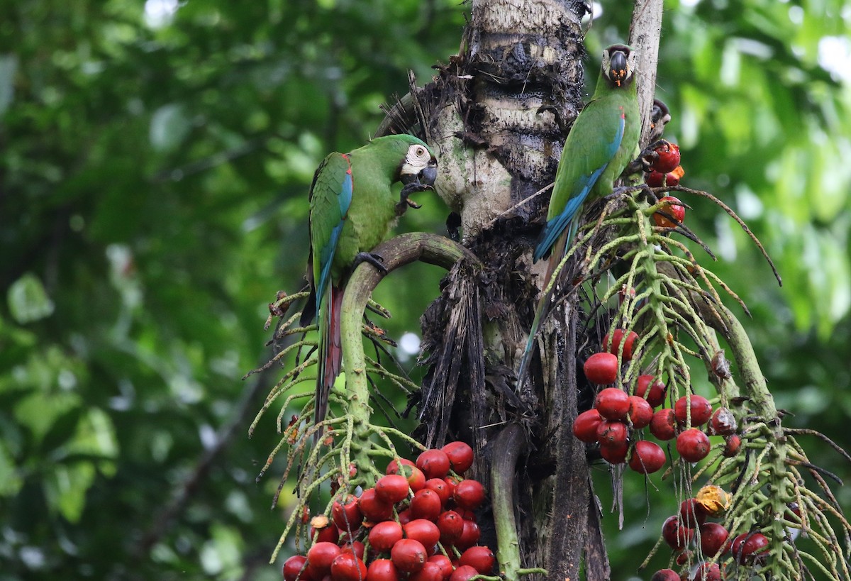 Chestnut-fronted Macaw - Richard Greenhalgh