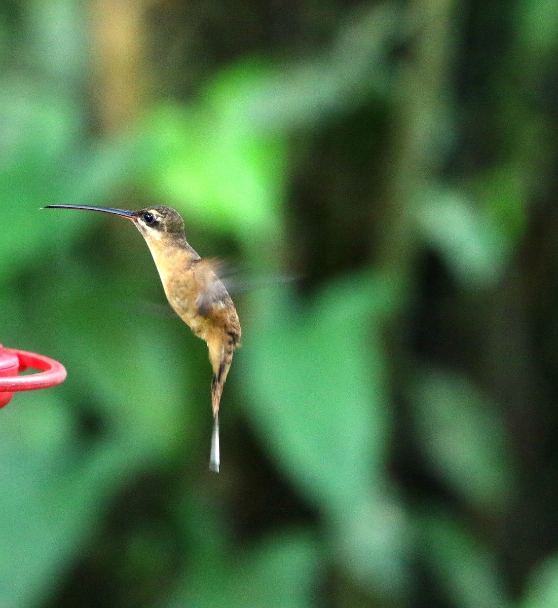 Koepckeschattenkolibri - ML205603901