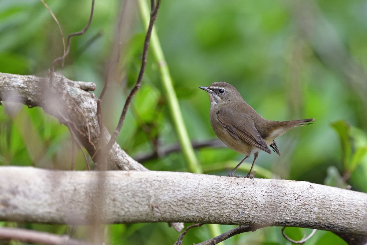 Siberian Rubythroat - ML205604341