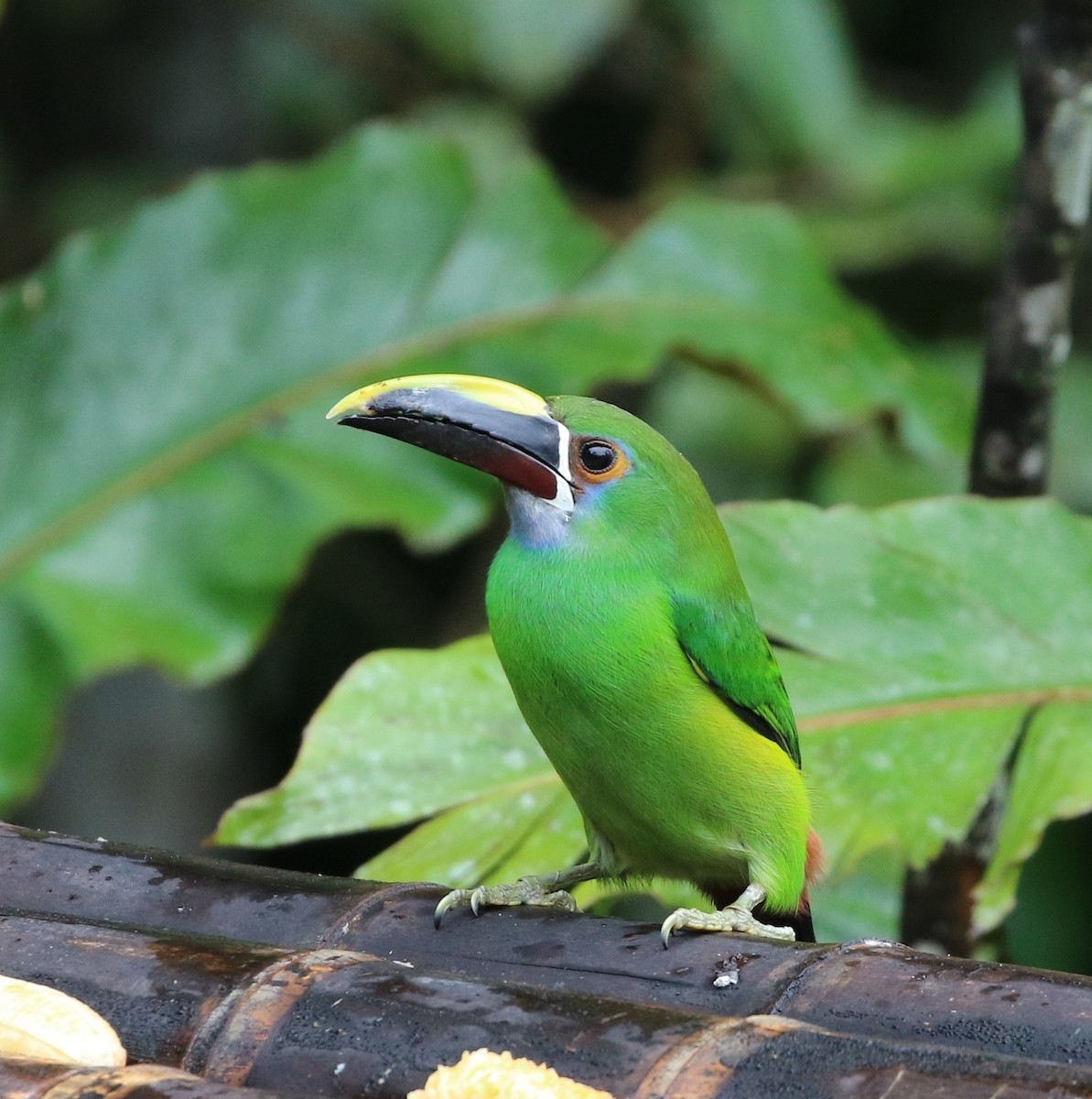 Toucanet à gorge blanche (griseigularis) - ML205604901