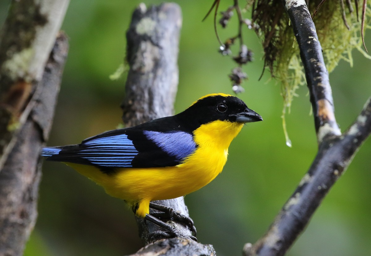 Blue-winged Mountain Tanager (Blue-winged) - ML205604981