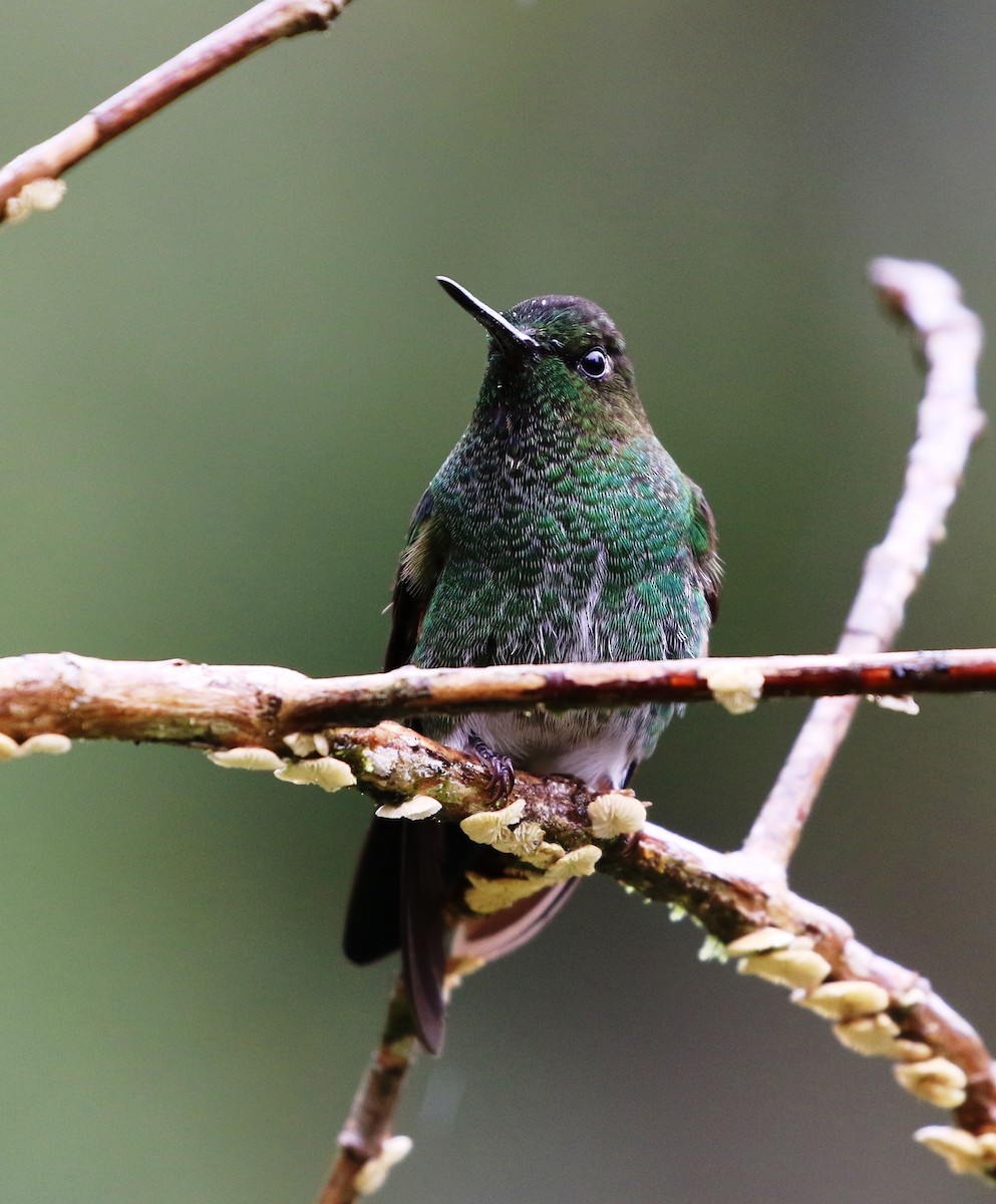kolibřík zelenkavý - ML205605271