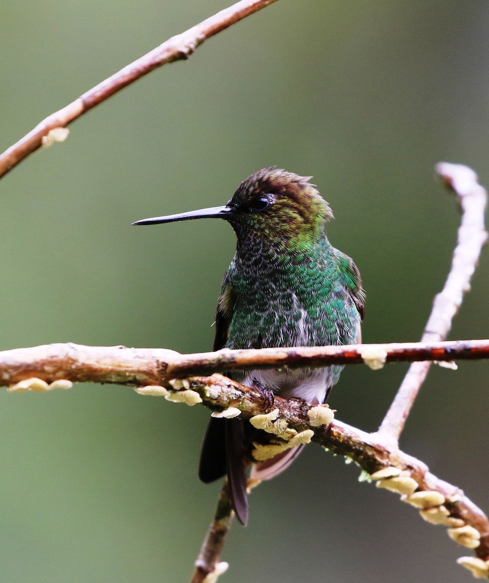 kolibřík zelenkavý - ML205605281