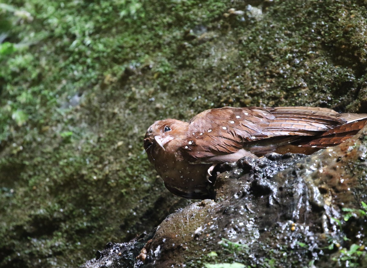 Oilbird - Richard Greenhalgh