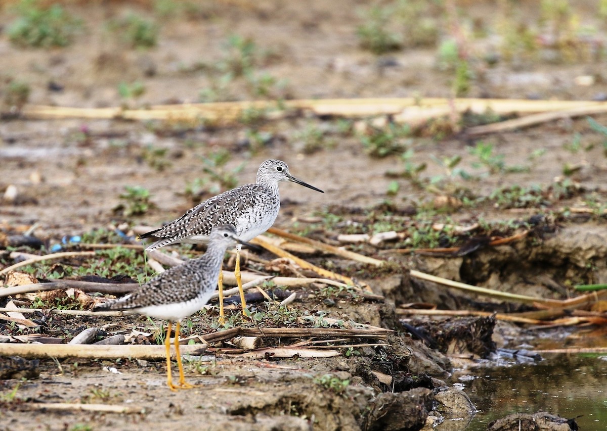 Greater Yellowlegs - ML205605581