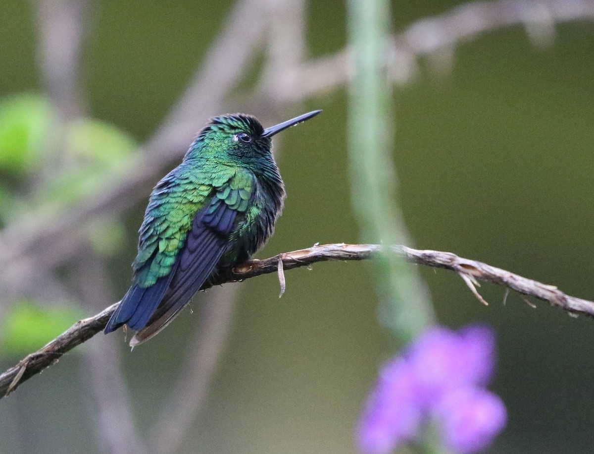 Blue-tailed Emerald - Richard Greenhalgh