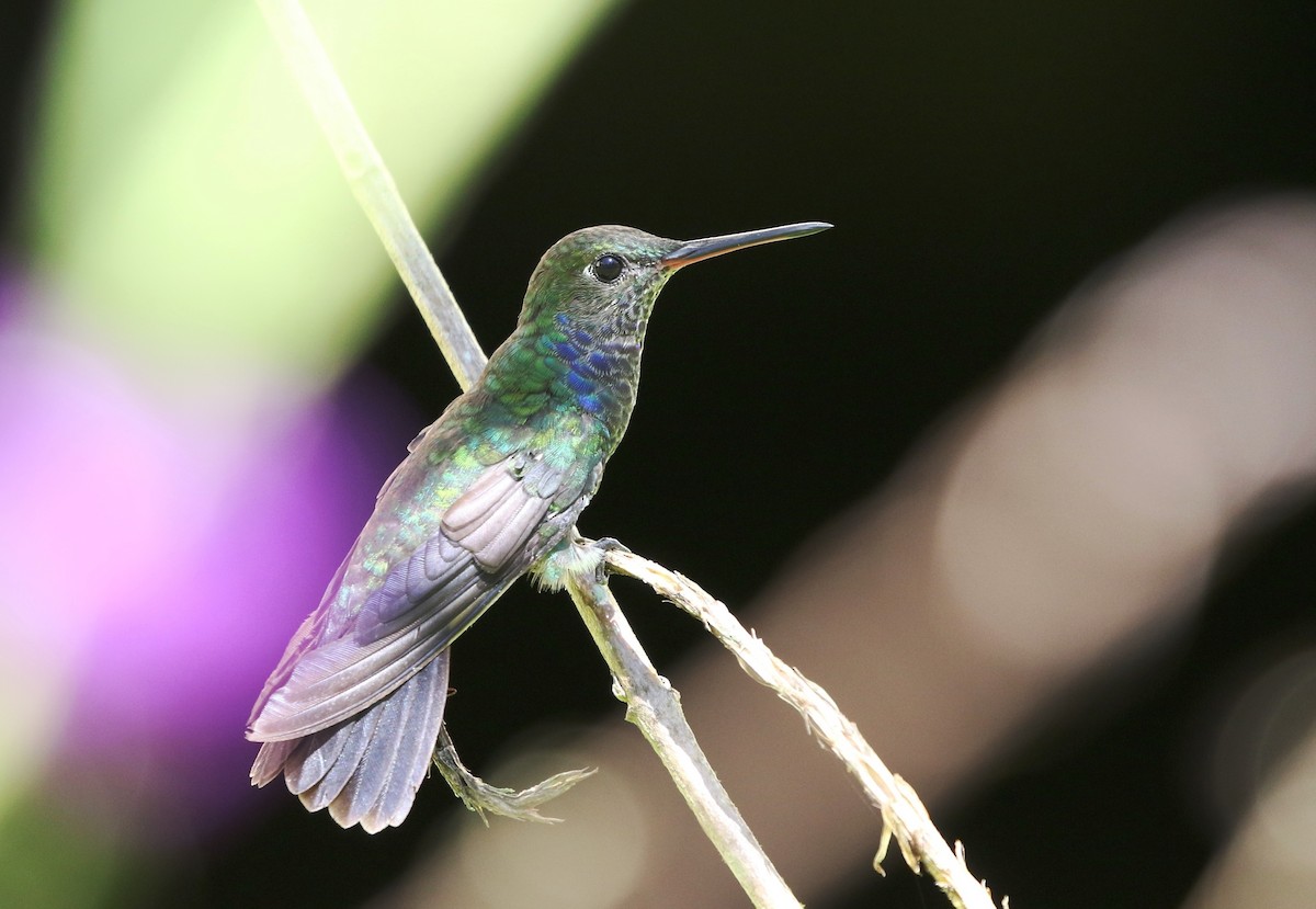 Sapphire-spangled Emerald (Spot-vented) - Richard Greenhalgh