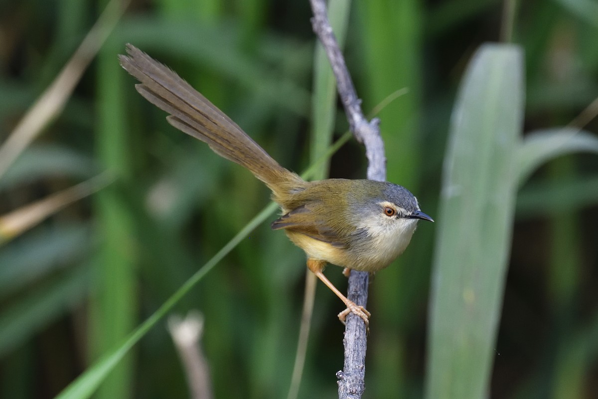 Yellow-bellied Prinia (Chinese) - ML205607391