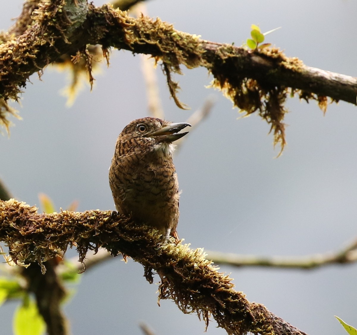 Barred Puffbird - ML205607561