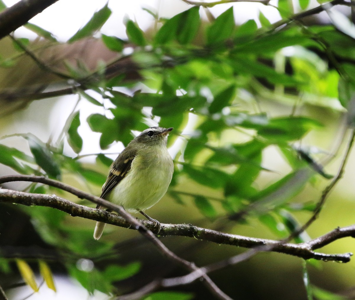 Buff-banded Tyrannulet - ML205608041