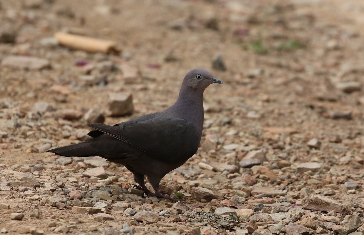 Plumbeous Pigeon - ML205608101