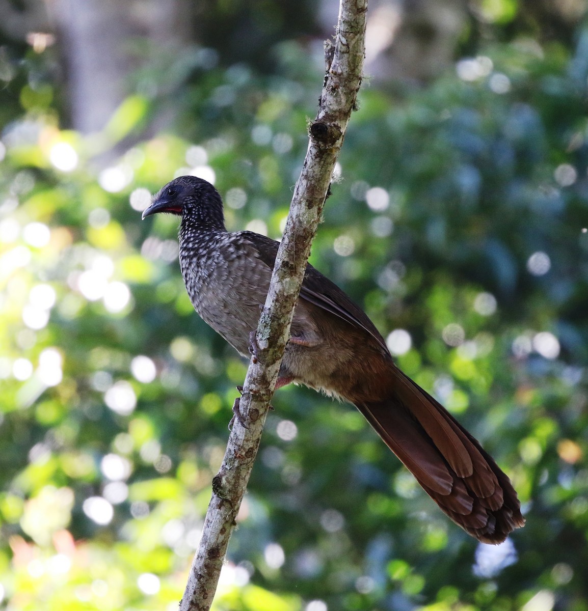 Speckled Chachalaca (Speckled) - Richard Greenhalgh