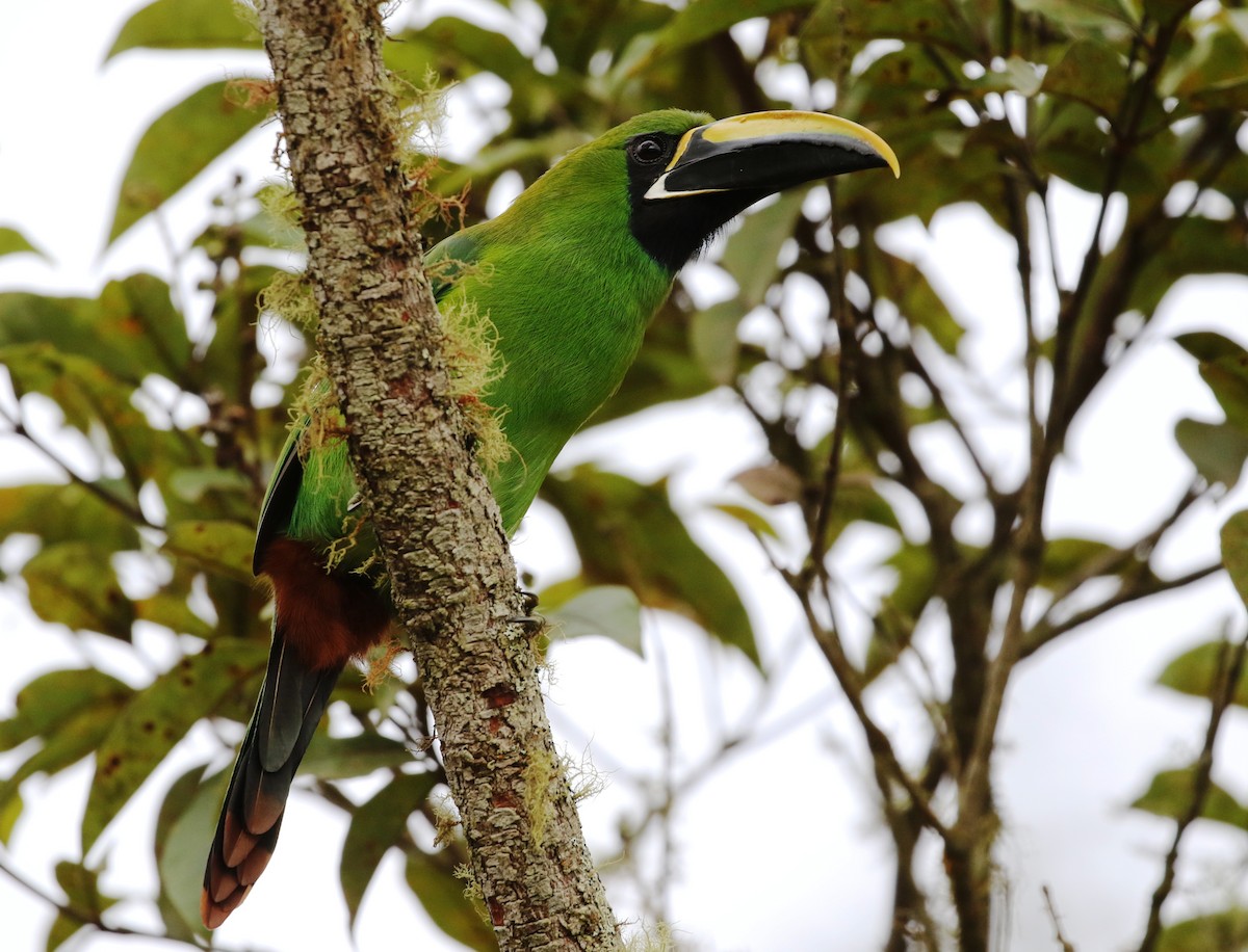 Southern Emerald-Toucanet (Black-throated) - ML205608261