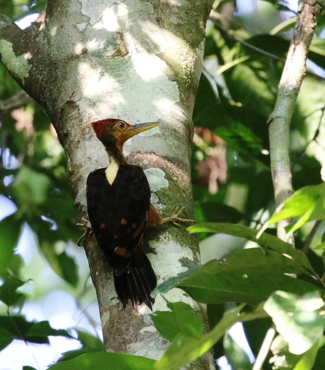 Orange-backed Woodpecker - Richard Greenhalgh
