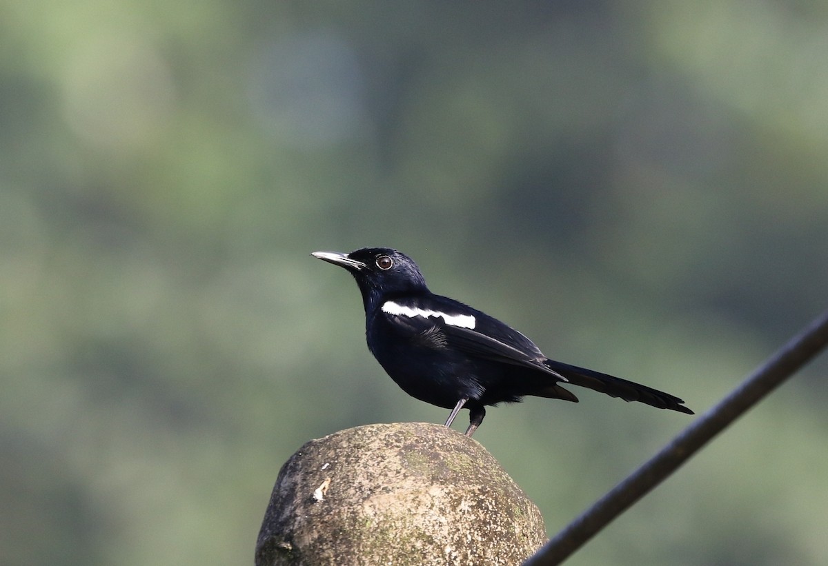 Oriental Magpie-Robin (Black) - Richard Greenhalgh
