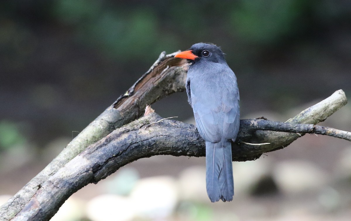 Black-fronted Nunbird - Richard Greenhalgh