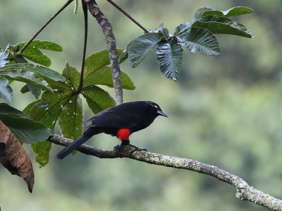 Red-bellied Grackle - Richard Greenhalgh