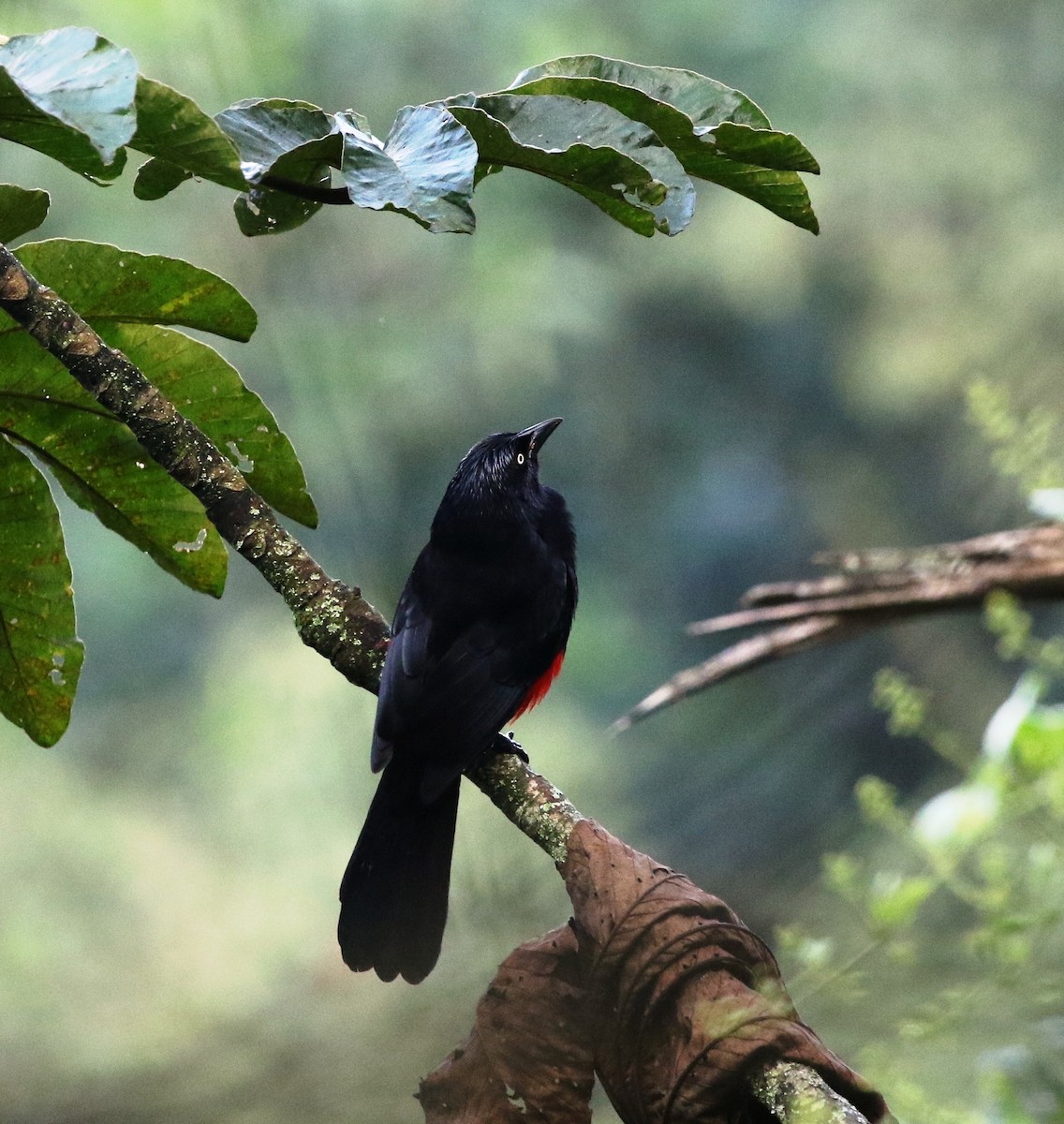 Red-bellied Grackle - Richard Greenhalgh