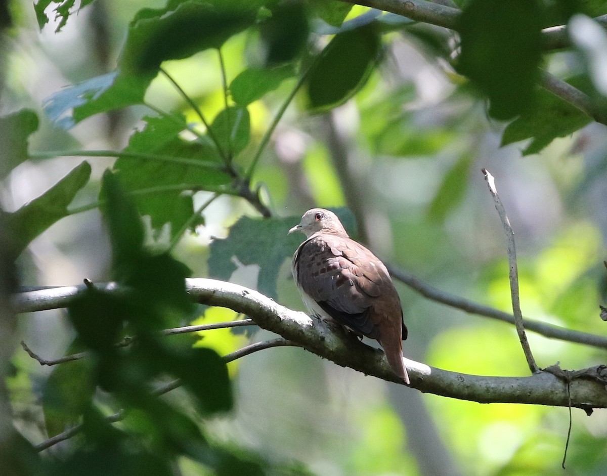 Blue Ground Dove - ML205610541