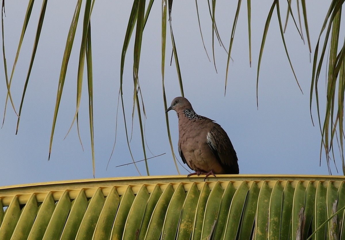 珠頸斑鳩(chinensis/tigrina) - ML205610991