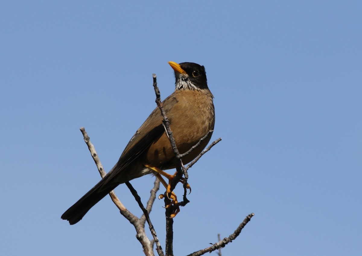 Zorzal Patagón (Patagonia) - ML205611271