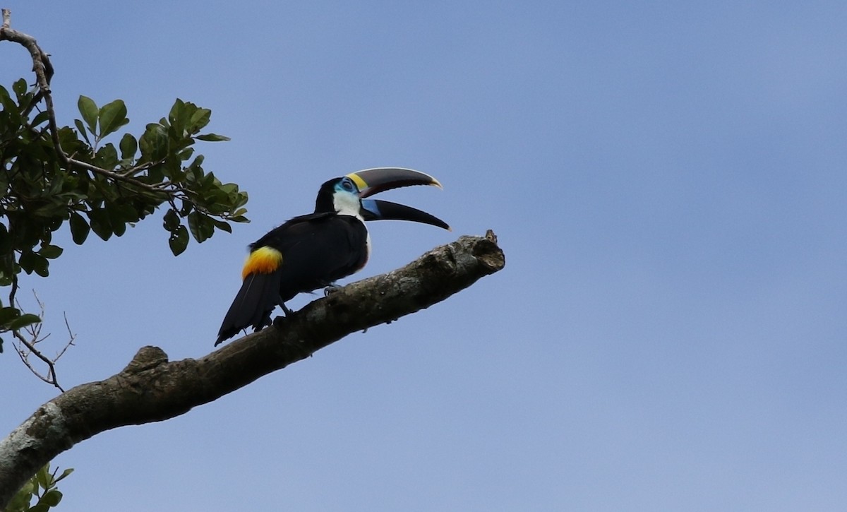 White-throated Toucan (Cuvier's) - Richard Greenhalgh